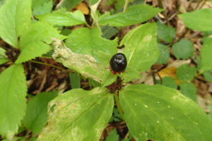 ツクバネソウの実