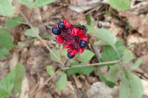 ヤマシャクヤクの実