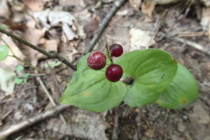 マイヅルソウの実