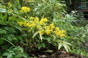 アキノキリンソウ