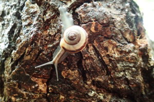 サッポロマイマイ