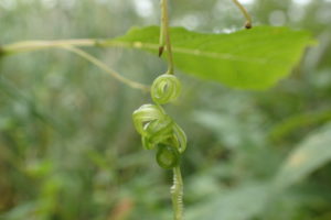 キツリフネの種がはじけた後の鞘