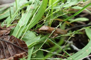 ニホンカナヘビ