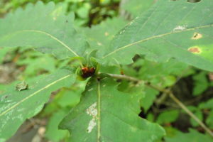 ミズナラの冬芽