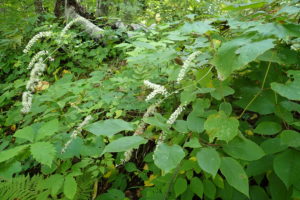 サラシナショウマ