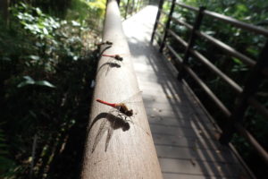 アカトンボの仲間たちが