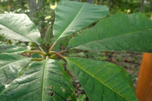 ホオノキの冬芽