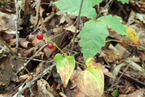 マイヅルソウの実