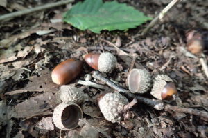 ミズナラのドングリ
