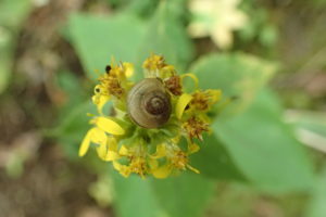 アキノキリンソウに乗っているカタツムリ