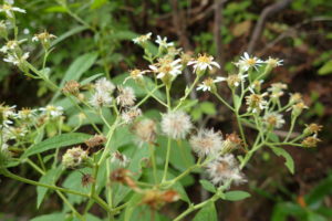 ゴマナの花と冠毛
