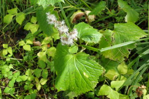 ミミコウモリの冠毛