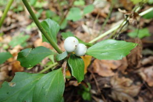 フッキソウの実