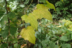 ウチワドコロの葉