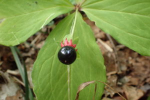 ツクバネソウの実