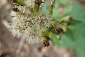 アキノキリンソウの冠毛