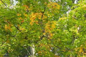 シナノキの黄色い紅葉