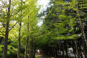 イチョウの並木