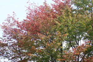 エゾヤマザクラの紅葉