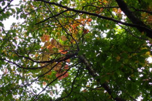 ヤマブドウの紅葉