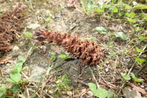 エゾリスが食べたマツボックリ