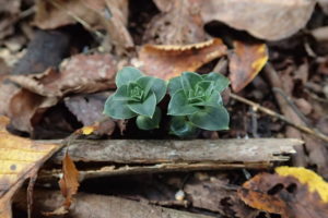 フデリンドウの苗