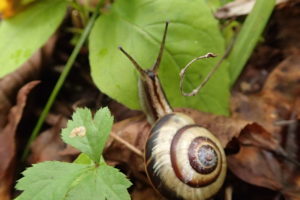 サッポロマイマイ