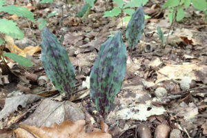 トケンランの苗