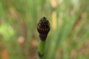 トクサの胞子嚢胞