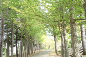 イチョウの並木