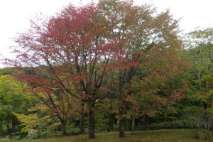 エゾヤマザクラの紅葉
