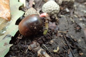 発芽し始めたミズナラのドングリ