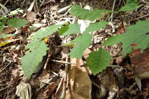 ミズナラの幼木