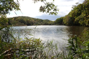 池の周りの様子。