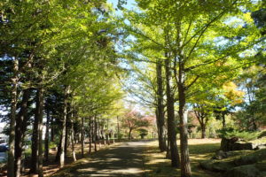 イチョウの並木