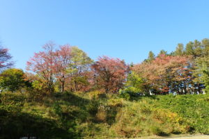 赤く紅葉したエゾヤマザクラ