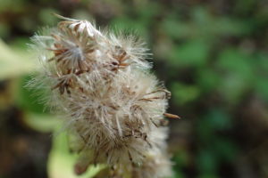 アキノキリンソウの冠毛