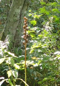 立ち枯れているオオウバユリ