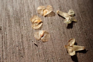 シラカバの小堅果と果鱗