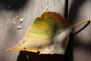 シラカバの葉