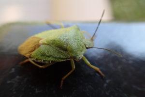 エゾアオカメムシ