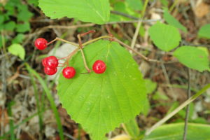 ミヤマガマズミの実