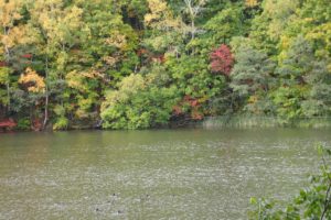 池の周りの様子。