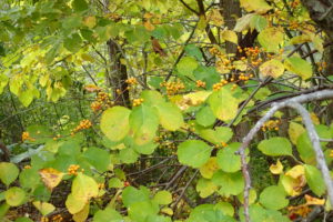 ツルウメモドキの実