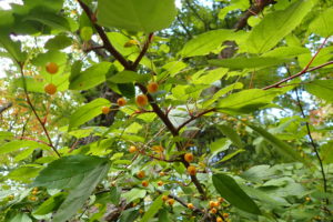 キミノズミの実