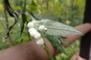 ヨモギのムシコブ