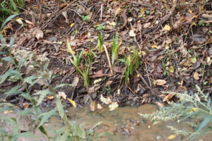 ミズバショウの芽