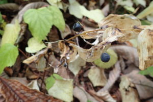 ミヤマナルコユリの実