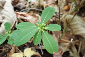 ナニワズの花芽