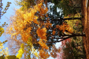 イタヤカエデの紅葉